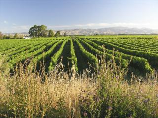 Marlborough vineyards